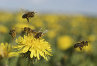 Zdroj: Isifa/Thinkstock